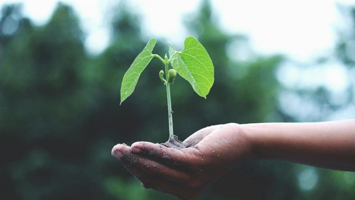 A young sapling held in hands symbolizes growth and sustainability.