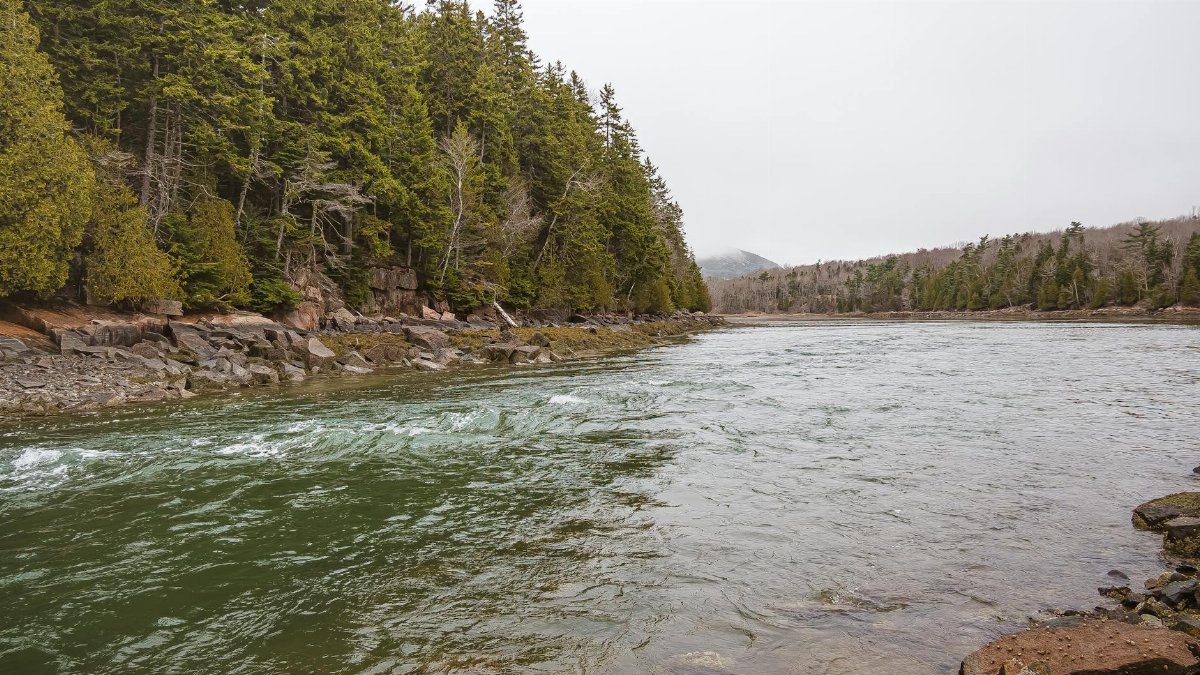 Serene river flowing through lush green forests in Acadia National Park, Maine.