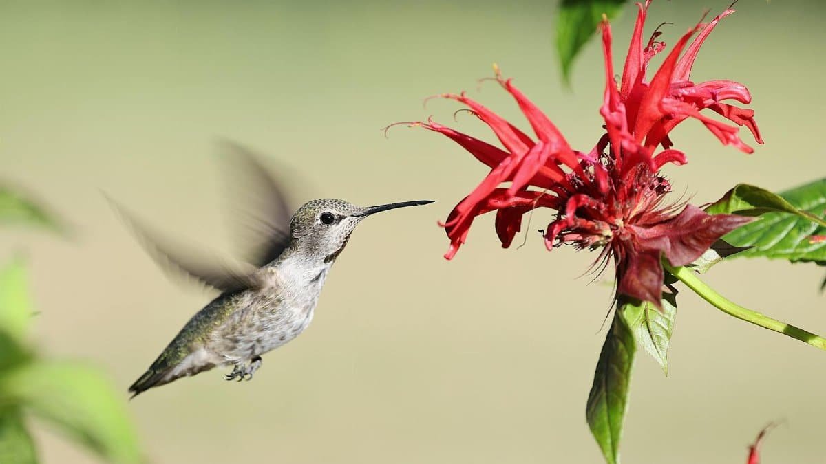 A stunning close-up of an Anna's hummingbird feeding on a red bee balm flower.