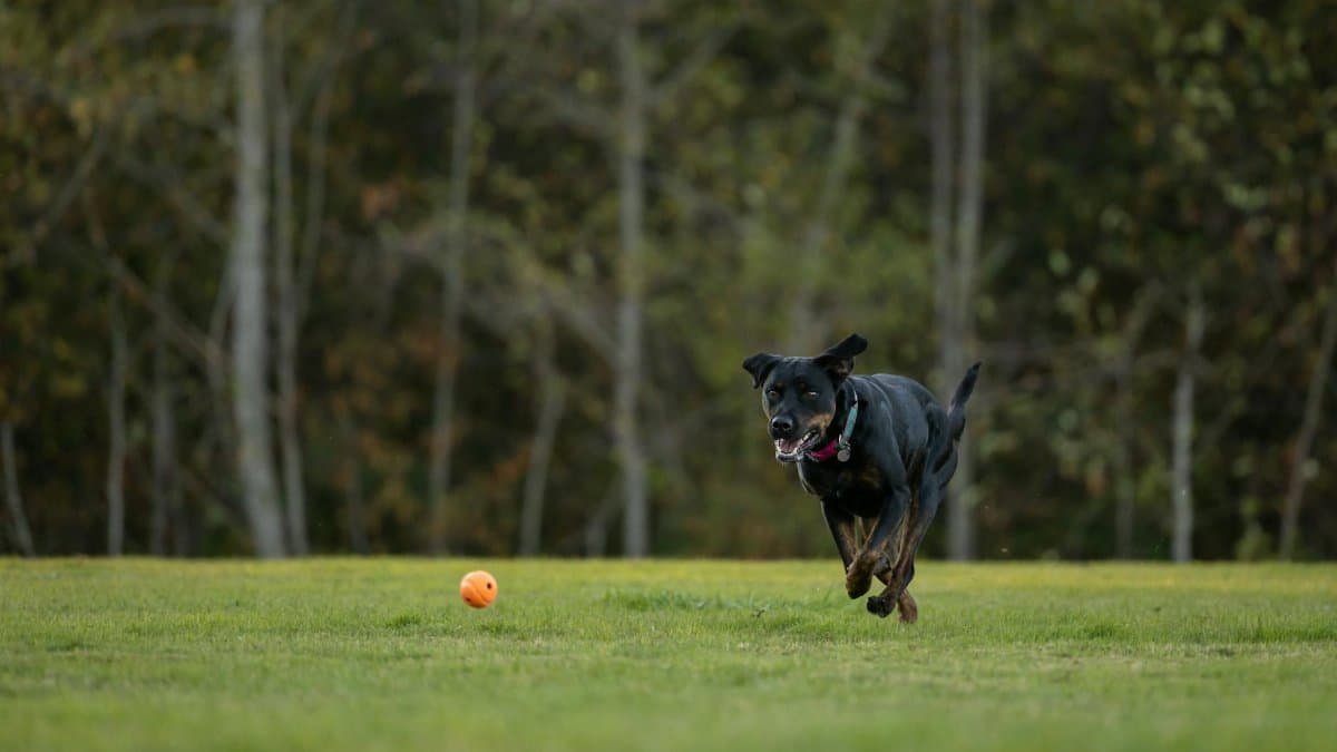 Energetic dog happily chasing an orange ball in a grassy field, showcasing pure joy and playfulness.