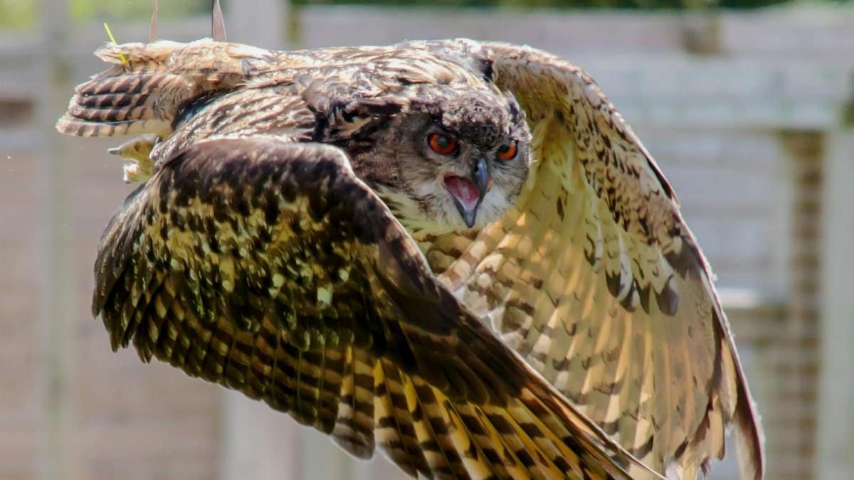 A stunning image of an eagle owl in flight showcasing its striking plumage and piercing eyes.