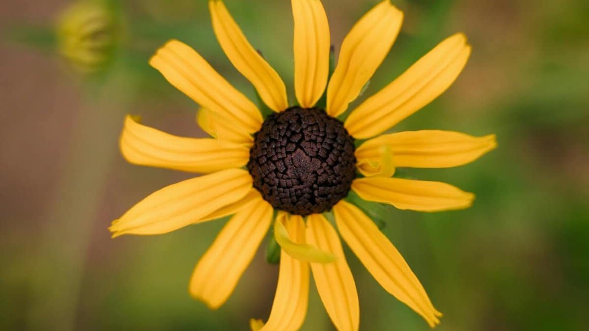 Detailed close-up of a vibrant Black-Eyed Susan flower with yellow petals and a dark center.
