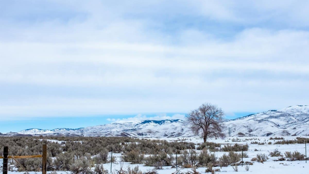 A tranquil snowy scene with a lone tree in Boise, Idaho's winter mountains.
