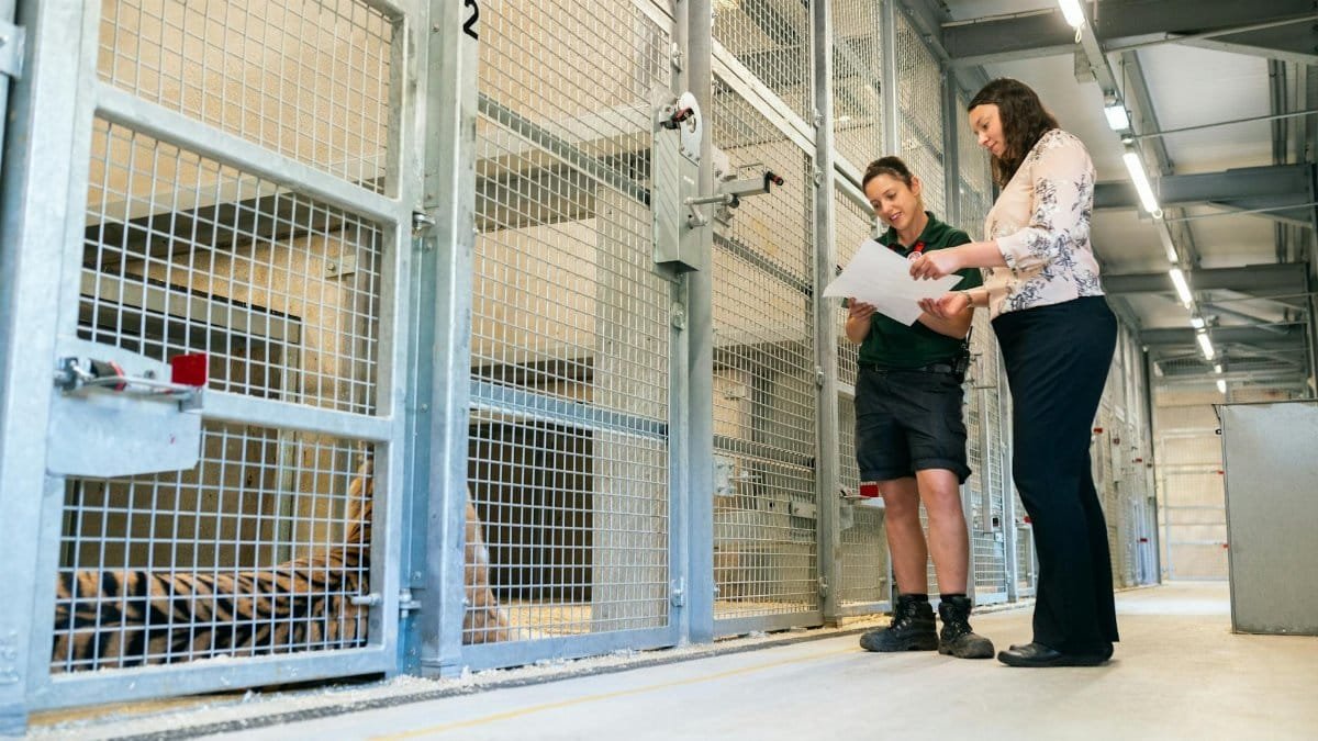 Two women reviewing plans near a tiger enclosure at a zoo, focusing on animal welfare and engineering.