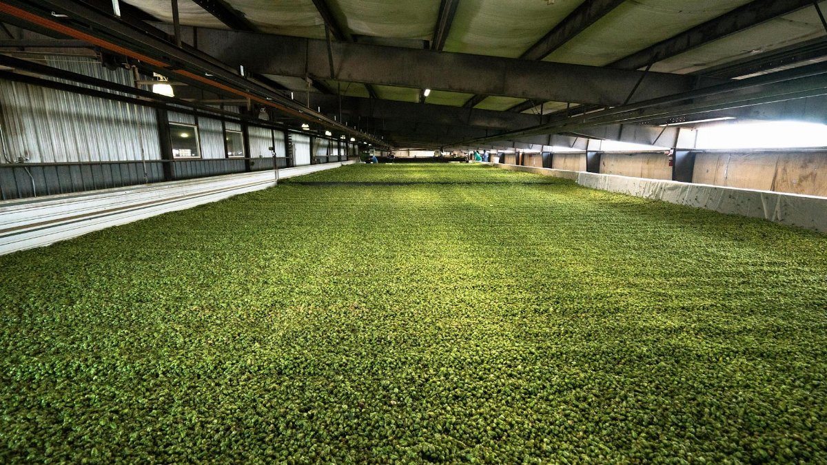 An expansive indoor hops drying area essential for beer brewing and craft beverages.