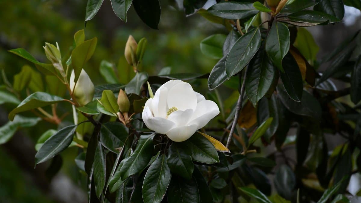 Beautiful white magnolia flower blooming among green leaves in Mississippi.