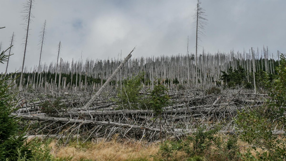A stark landscape of fallen trees in a forest area, symbolizing natural decay and regeneration.