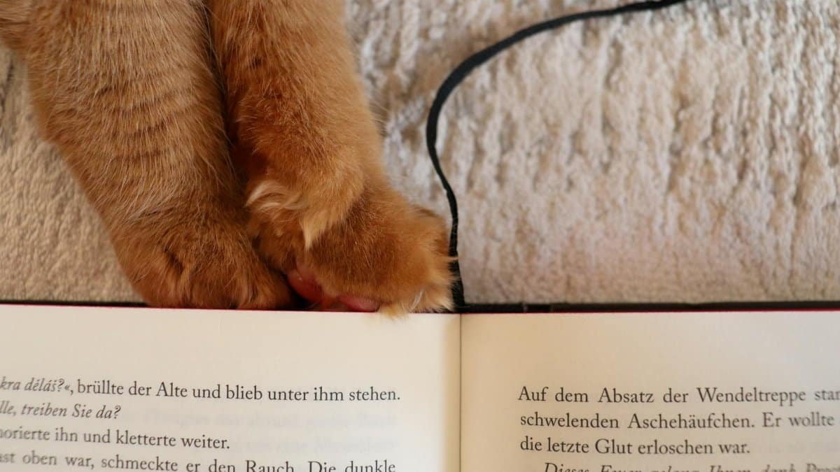 Cute cat paws on a German book, cozy reading vibe.