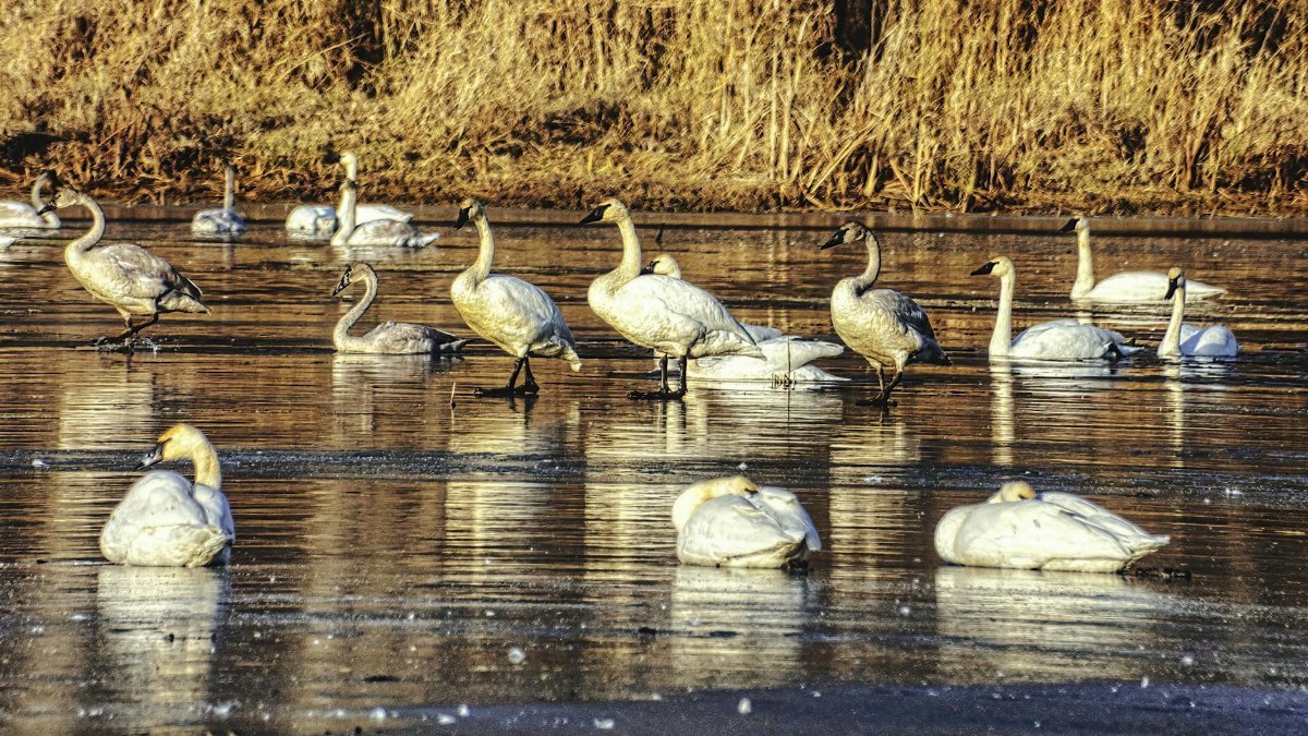 A serene gathering of tundra swans on a peaceful wetland, capturing nature's elegance.