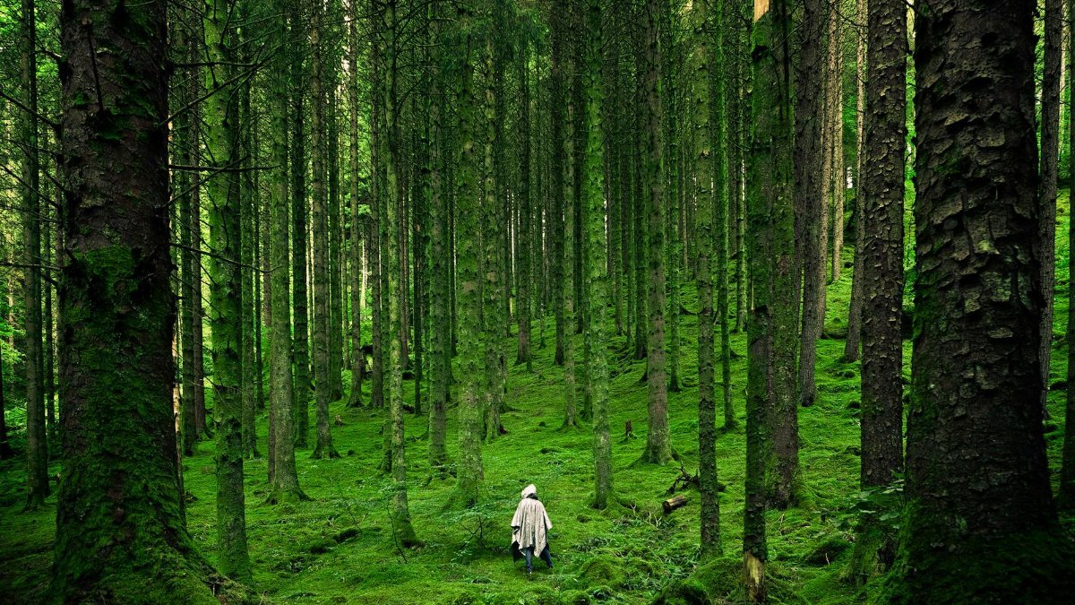 A solitary person walking in the lush, green forests of Inverness in the Scottish Highlands