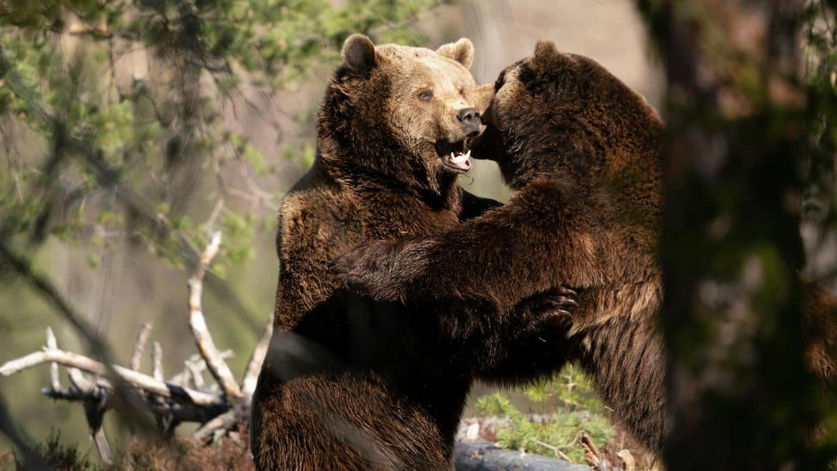 Two brown bears interact playfully in a forest setting, showcasing wildlife behavior.
