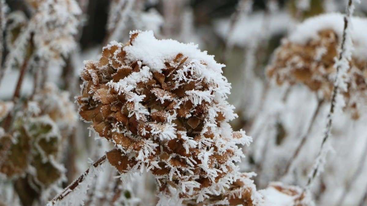 A detailed view of a hydrangea flower covered in snow showcasing winter beauty.