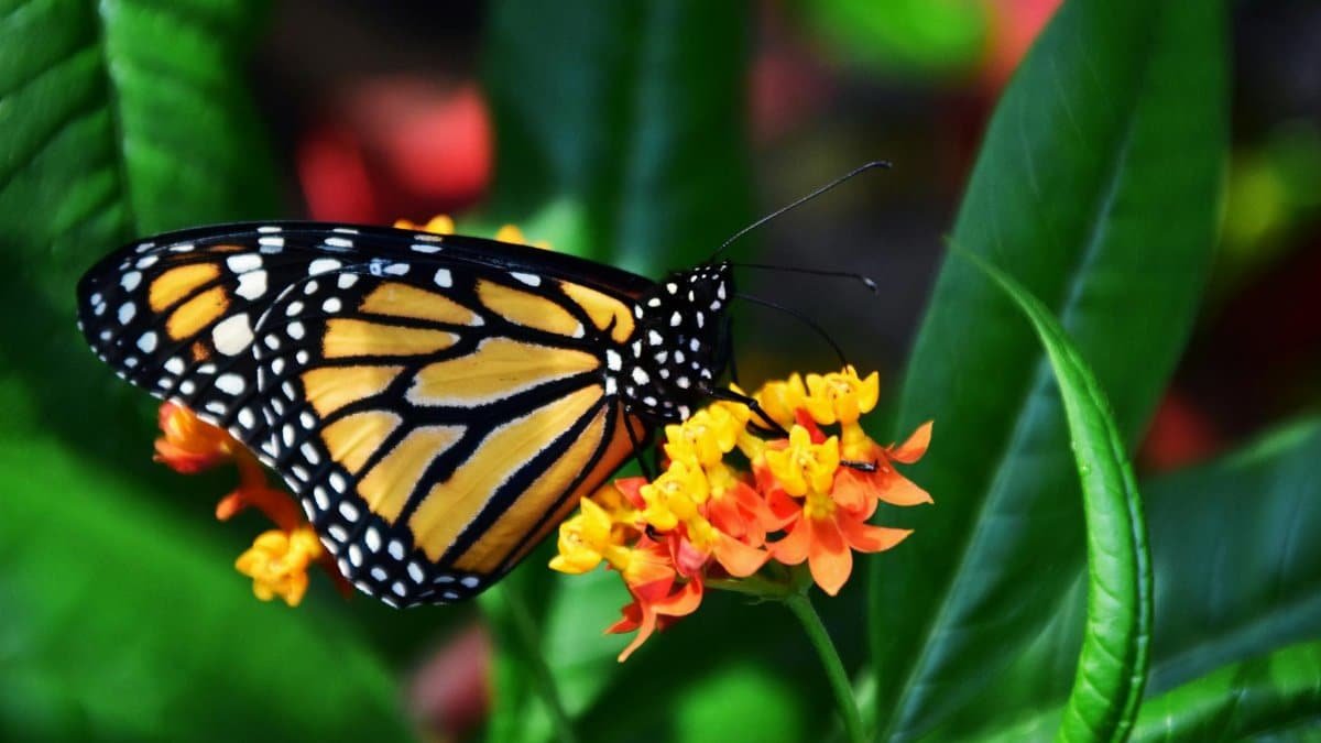 A vibrant monarch butterfly rests on bright orange blossoms amidst lush green leaves.