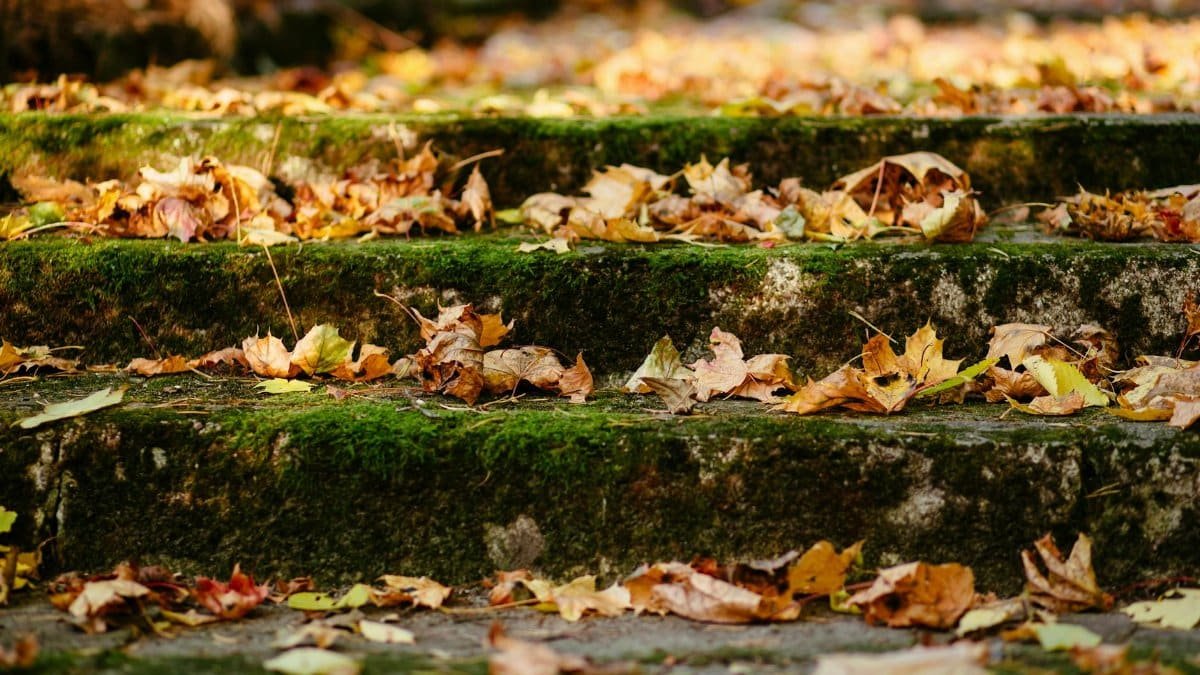 Colorful autumn leaves scattered on moss-covered stone steps outdoors.