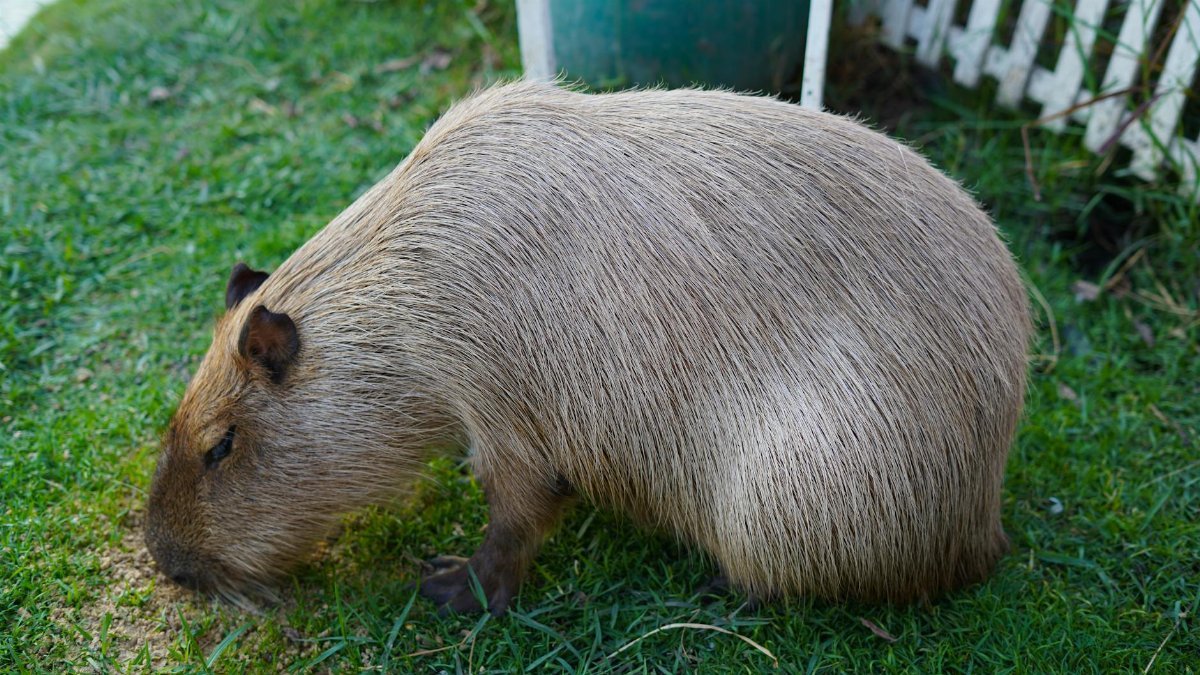 Side view of a capybara grazing on green grass in a natural setting in Thailand.