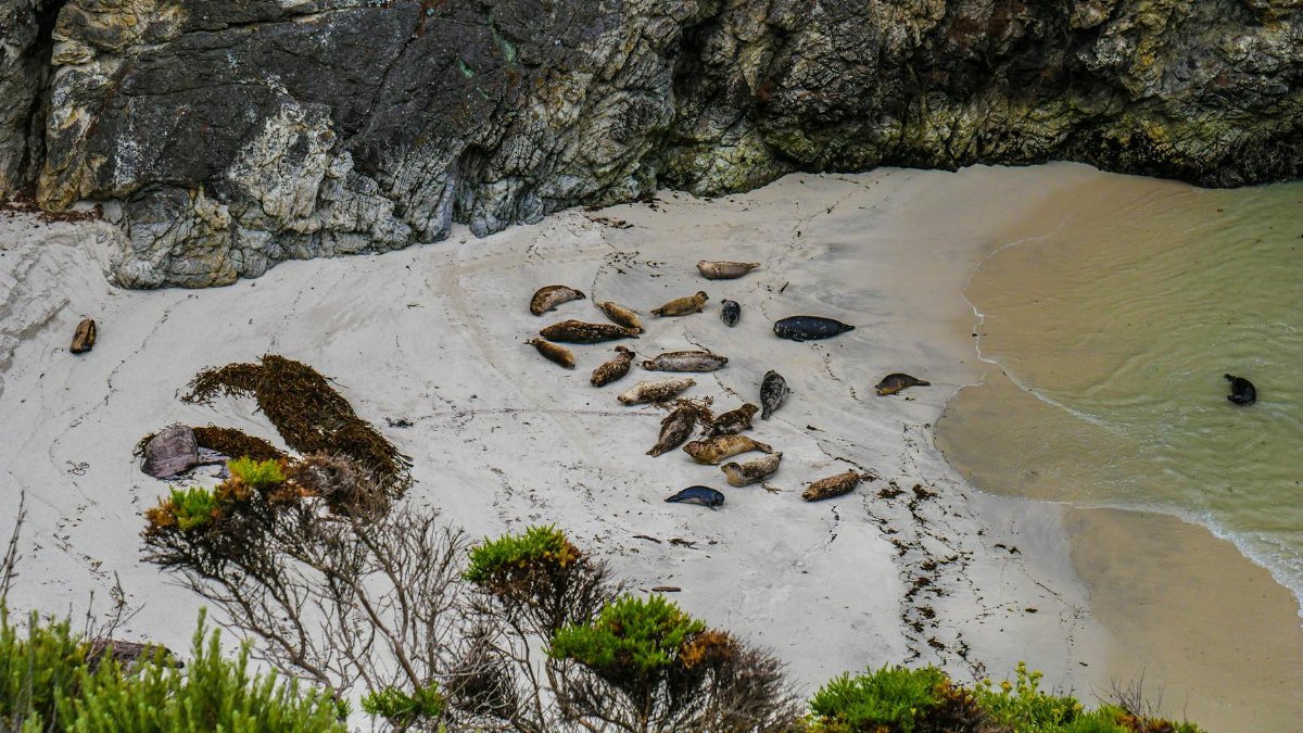 A group of sea lions lounging on a sandy beach in Carmel-by-the-Sea, California.