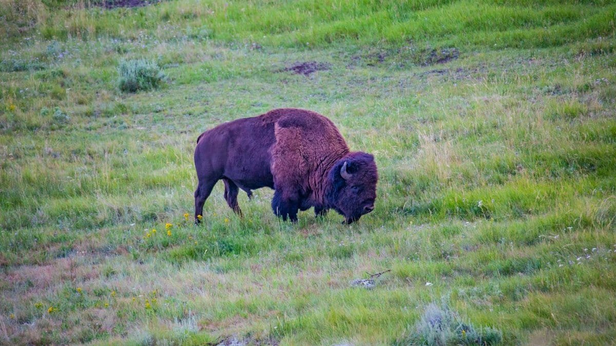 Majestic American bison grazing in a lush green meadow in Yellowstone National Park.