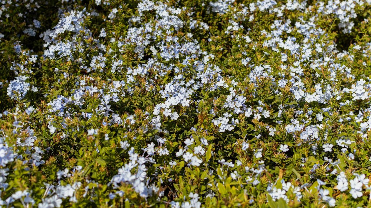 A vibrant field of Plumbago flowers blossoms in Carthage, Tunisia.