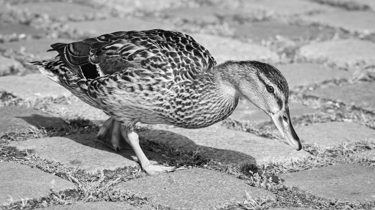 Black and white image of a mallard duck walking on cobblestones, emphasizing texture and details.
