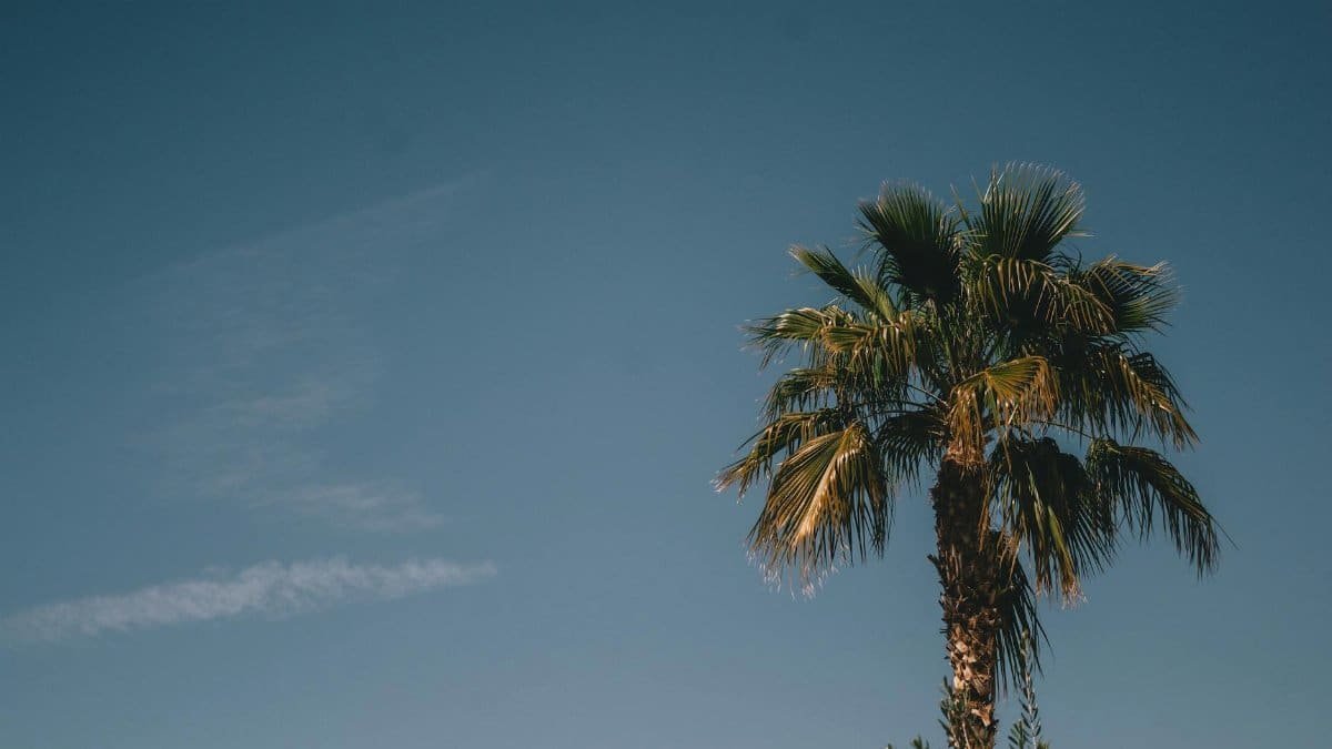 A tranquil view of a palm tree against a blue sky in Chandler, Arizona, perfect for summer themes.