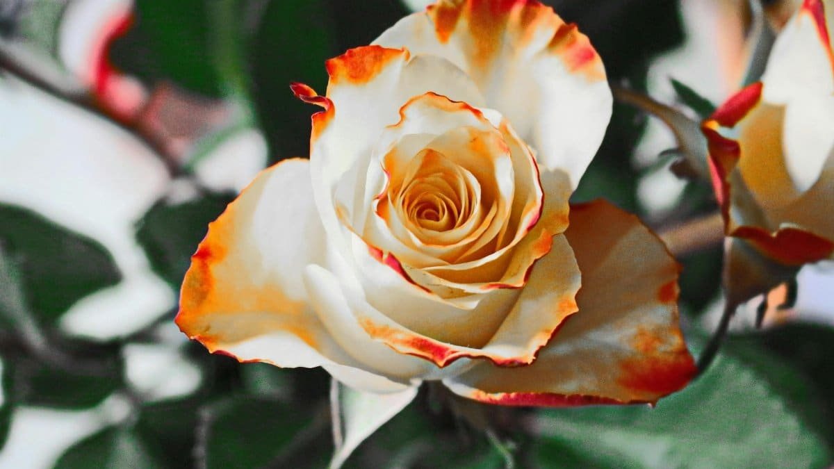 Close-up shot of a vibrant orange-tipped white rose in full bloom, showcasing delicate petals.