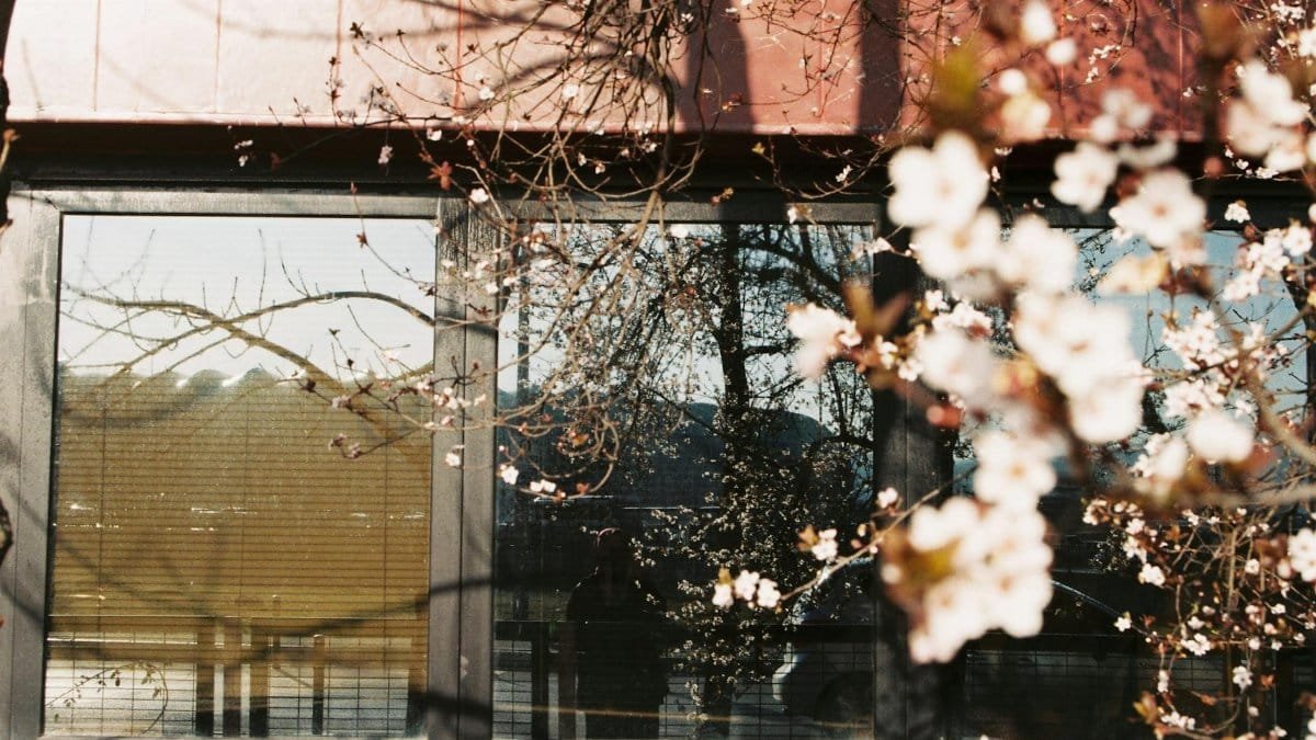 Cherry blossoms against a window reflecting nature, symbolizing tranquility and renewal.
