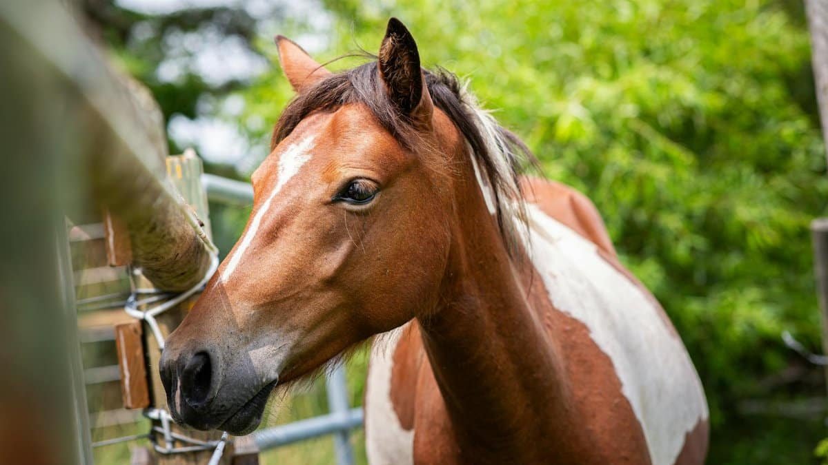 Close-up of a Chincoteague pony behind a fence in lush green rural Virginia.