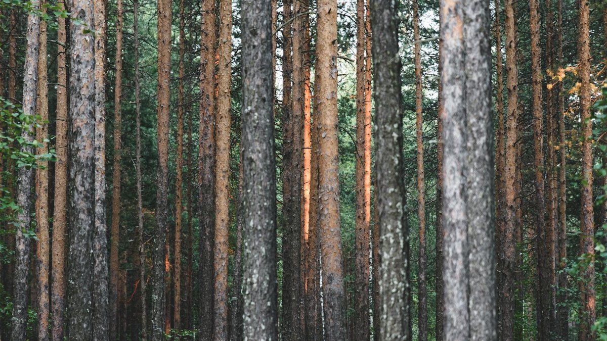 Explore a scenic evergreen pine forest with tall trees and rich textures in natural daylight.