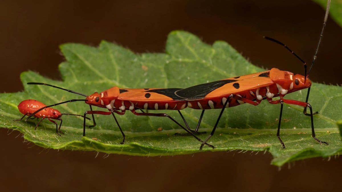 Macro shot of vibrant red cotton stainer bugs on a leaf, showcasing insect behavior and entomology.