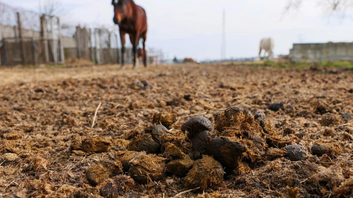 Focus on horse manure with blurred horses in the background on a farm in Garešnica, Croatia.