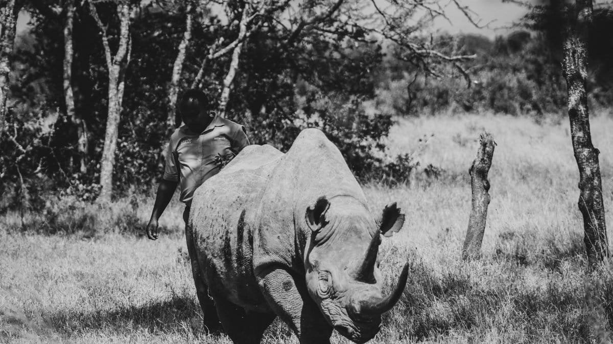 Black and white photo of a man walking with a rhinoceros in a forest field, highlighting wildlife conservation.