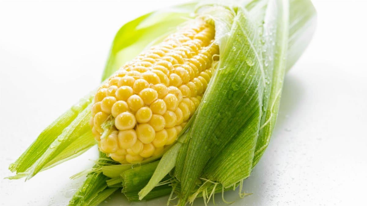 Detailed close-up of a fresh ear of corn with water droplets, showcasing vibrant yellow kernels and green husks.