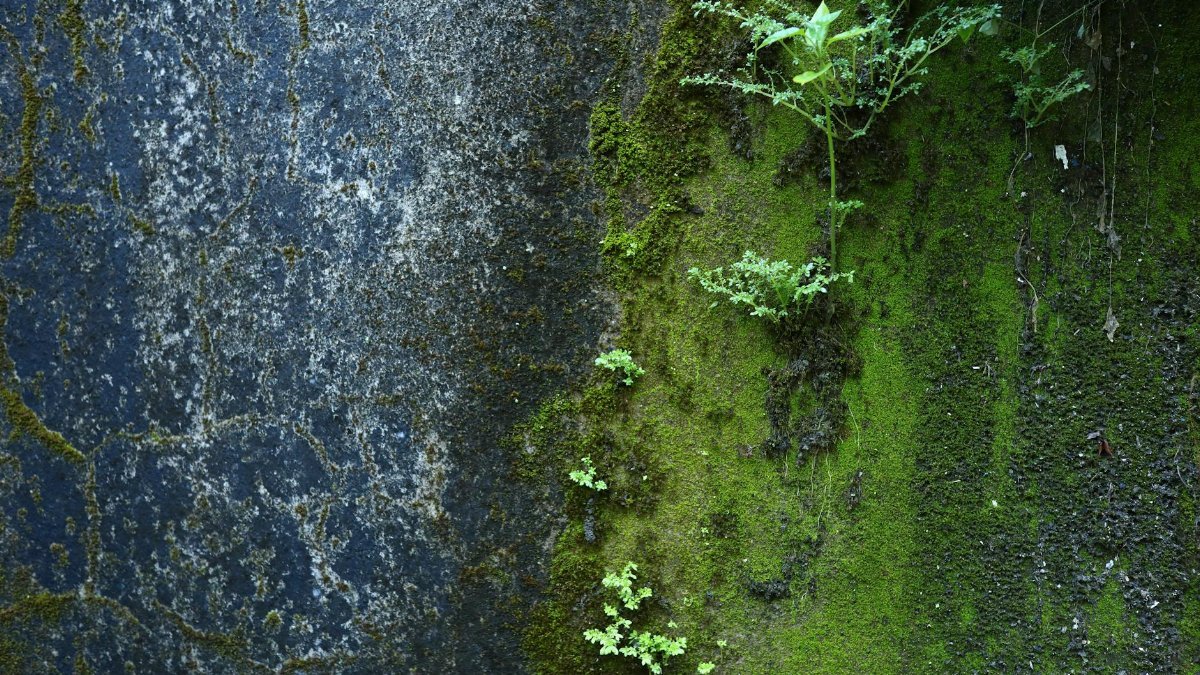 A moss-covered wall with small plants in Hội An, Vietnam, showcasing nature's resilience.