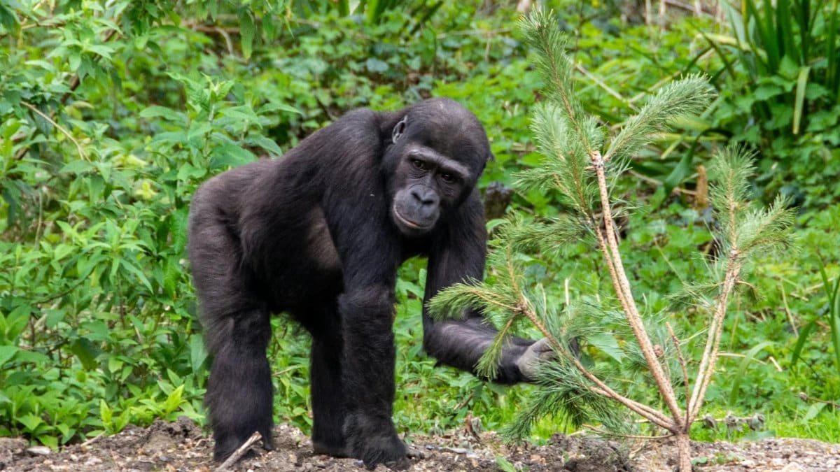 A young gorilla interacts with nature in its natural habitat, showcasing wildlife behaviors.