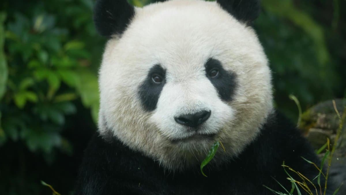Adorable giant panda in a natural setting, showcasing its soft fur and distinctive black and white markings.