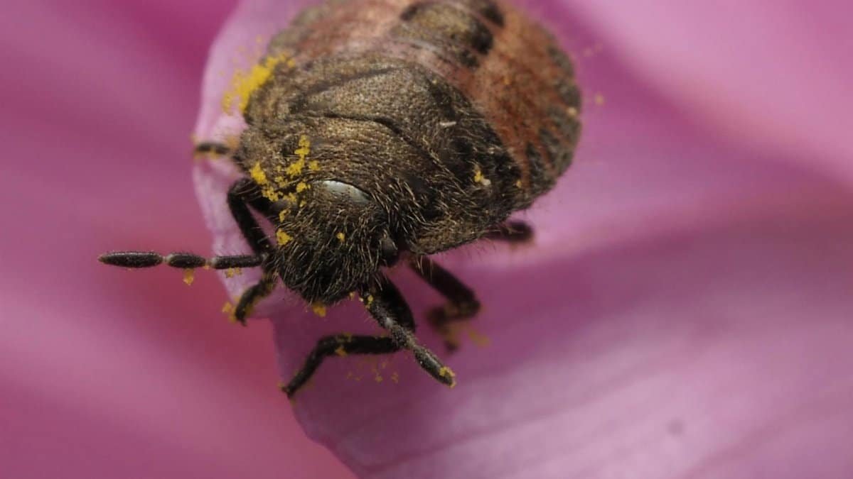 Macro shot of a hairy shield bug nymph covered in pollen on a pink flower petal.