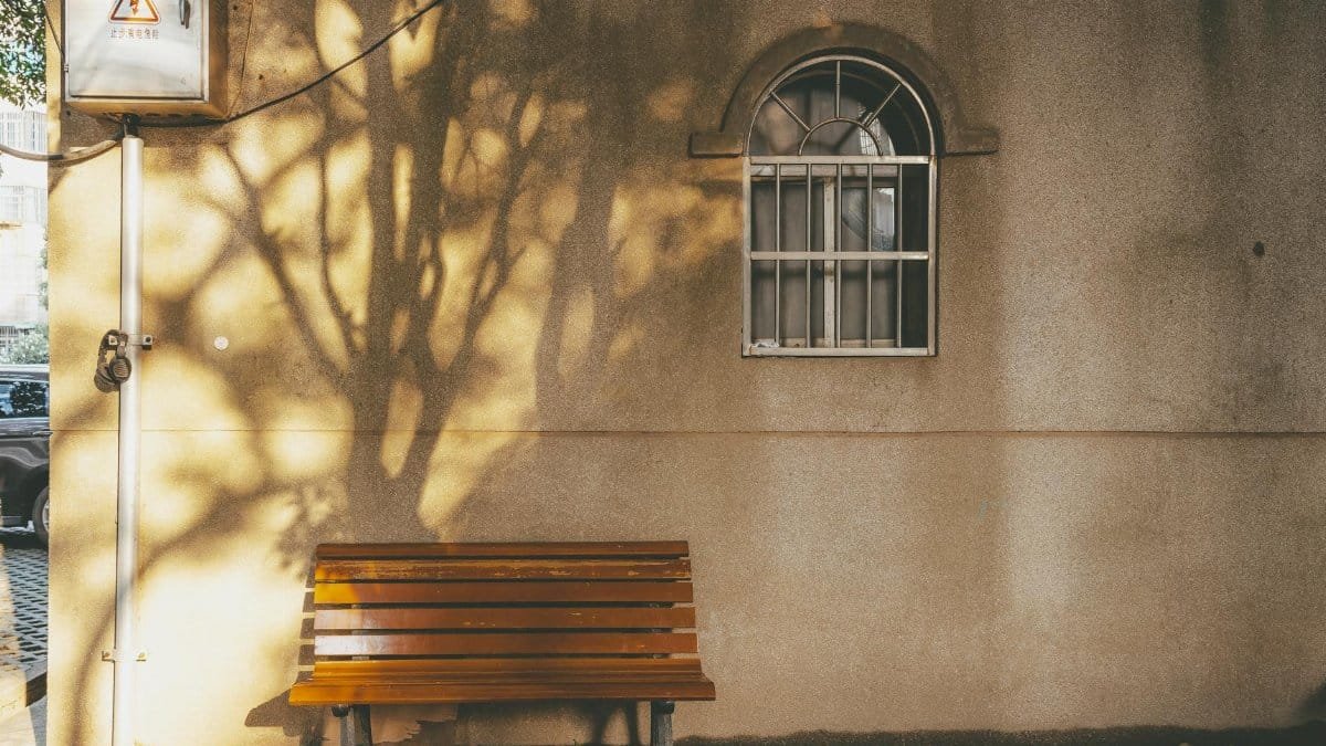 A serene city scene featuring a bench and shadowy tree image on a wall.