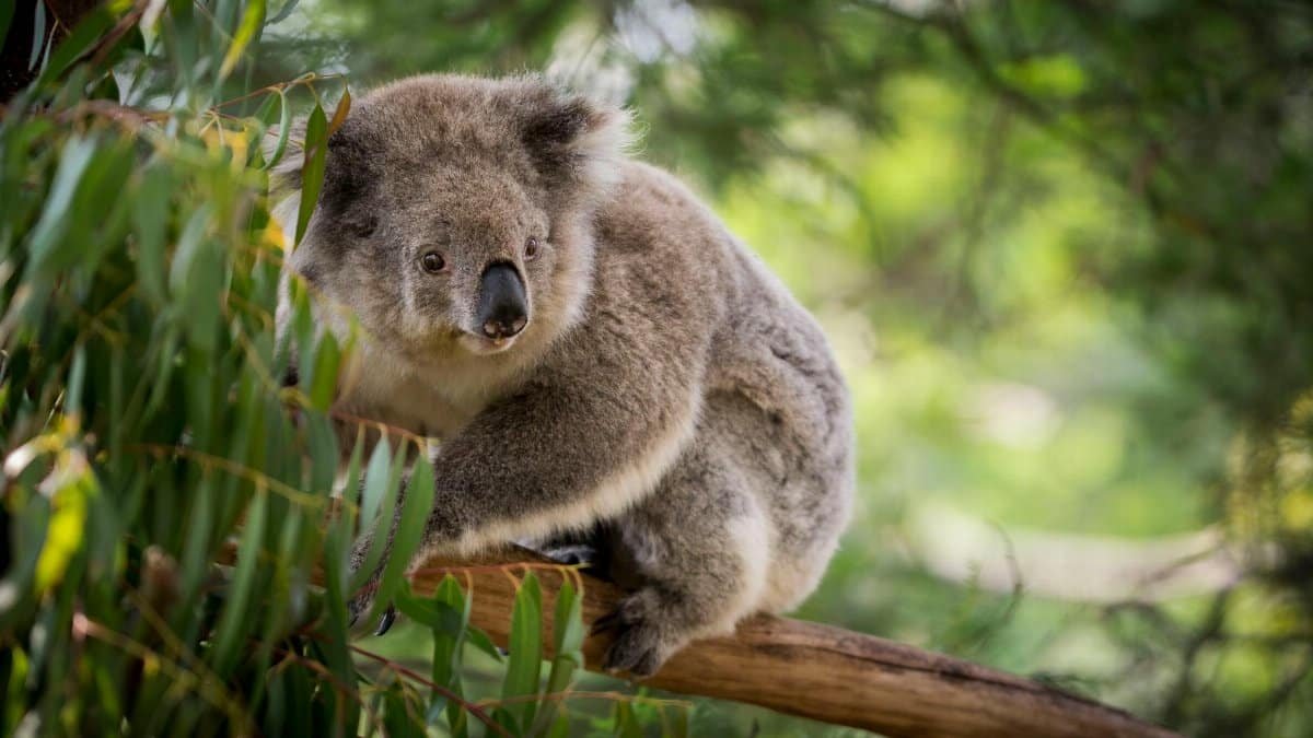 A close-up photo of a koala sitting on a eucalyptus tree branch in Australia.