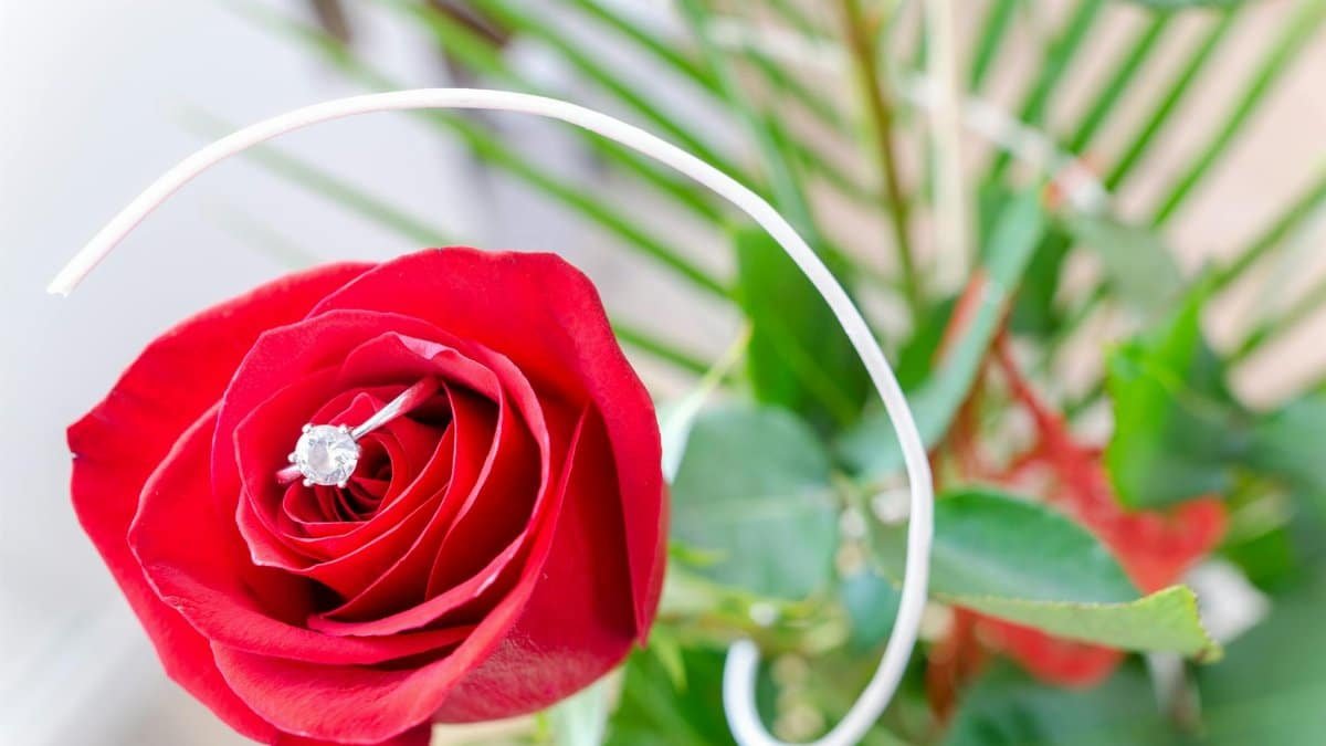 Close-up of a red rose with a diamond ring, symbolizing romance and love.