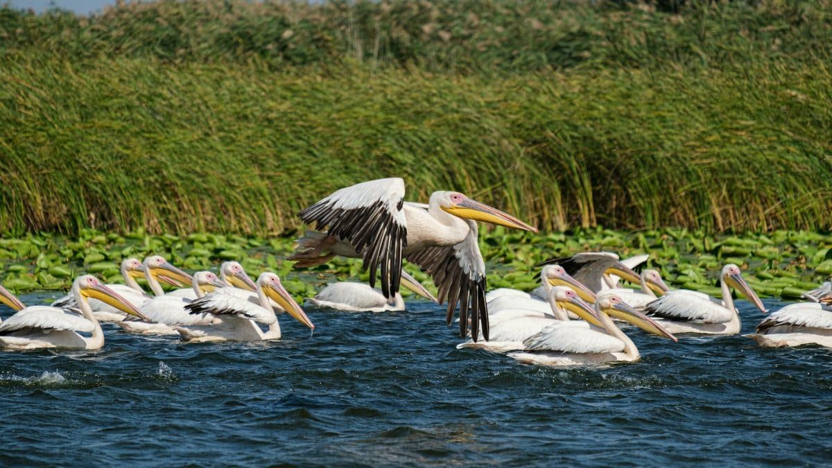 A serene view of great white pelicans swimming and flying on a lake in Romania's Danube Delta.
