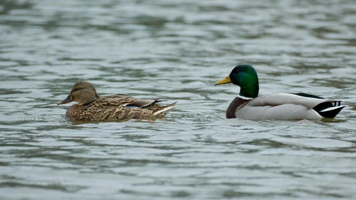 A pair of mallard ducks glide peacefully across a serene lake surface.