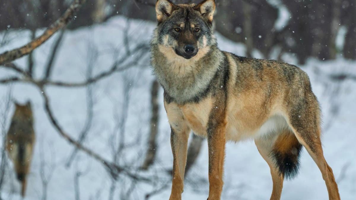 Wild wolf standing alert in a snowy forest, showcasing its natural beauty.