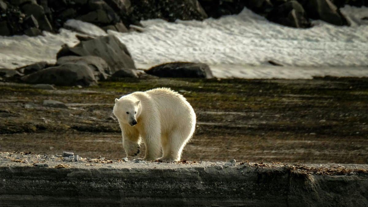 A lone polar bear wanders across a rocky Arctic landscape, embodying the essence of wildlife in winter.