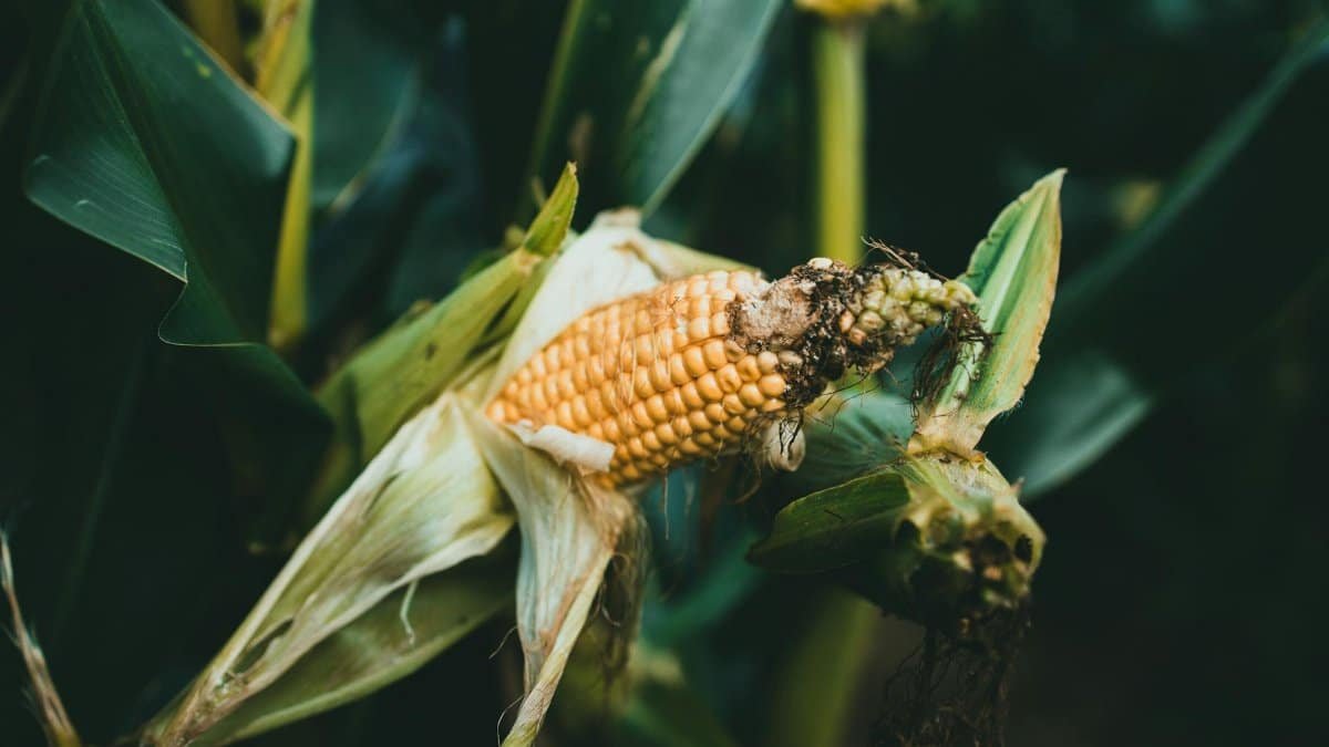 Detailed image of a ripe corn cob with intricate textures and natural hues in a field setting.