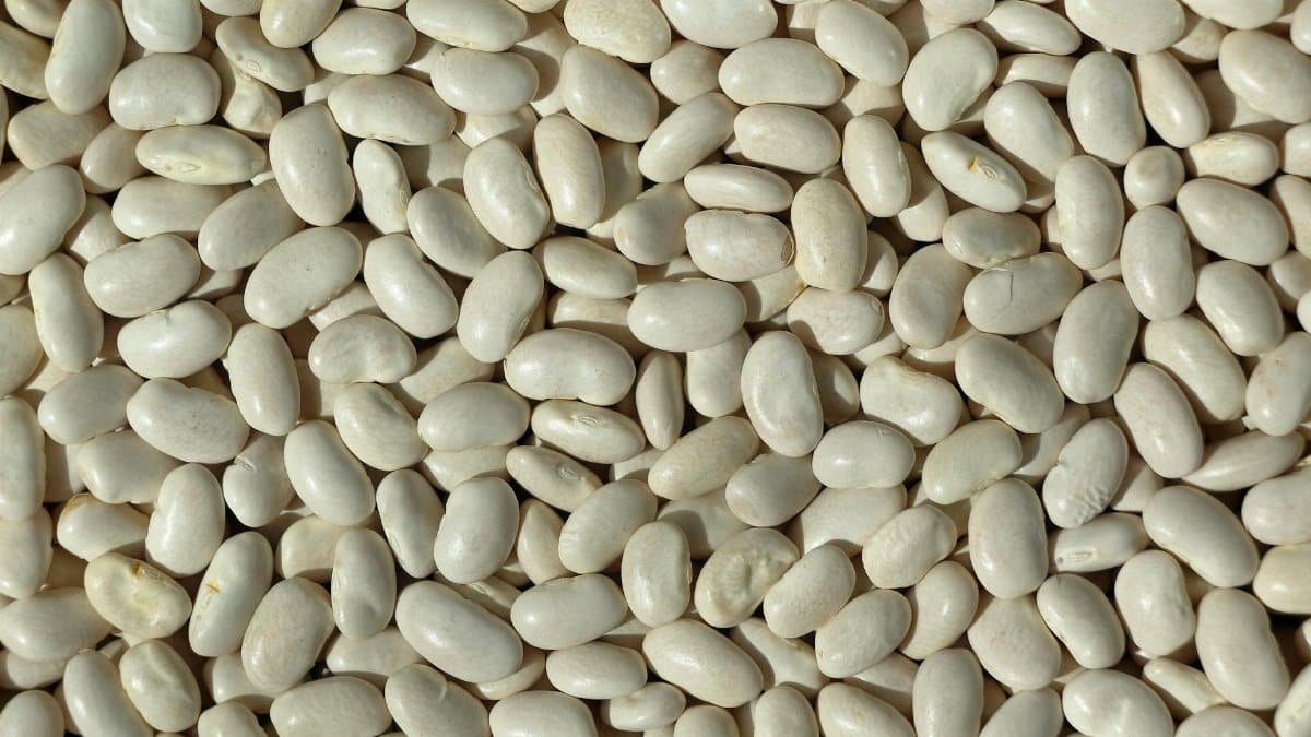 High-resolution image of white beans, ideal for culinary and agricultural themes.
