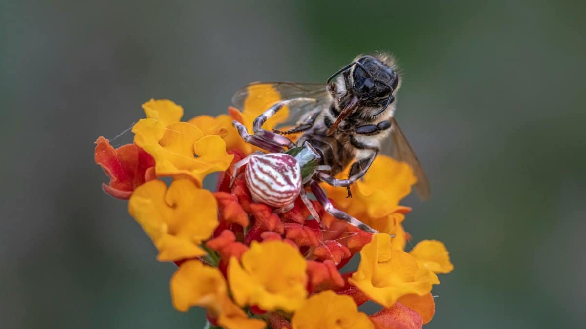 Detailed macro shot of a bee caught by a camouflaged spider on bright orange and red flowers.