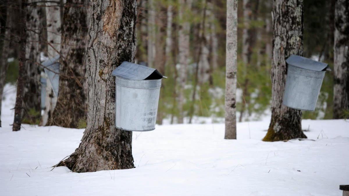 Metal buckets attached on maple trees trunks for sap collection in snowy winter forest