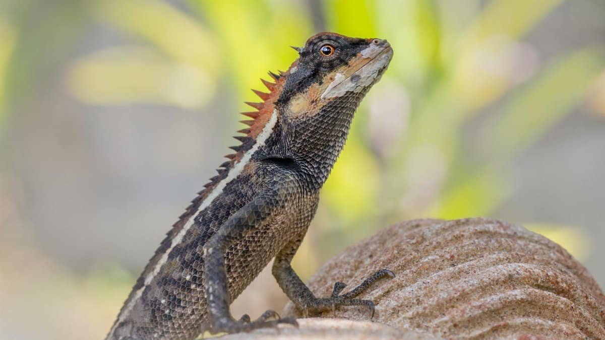 Detailed image of an Emma Gray's forest lizard on natural terrain.