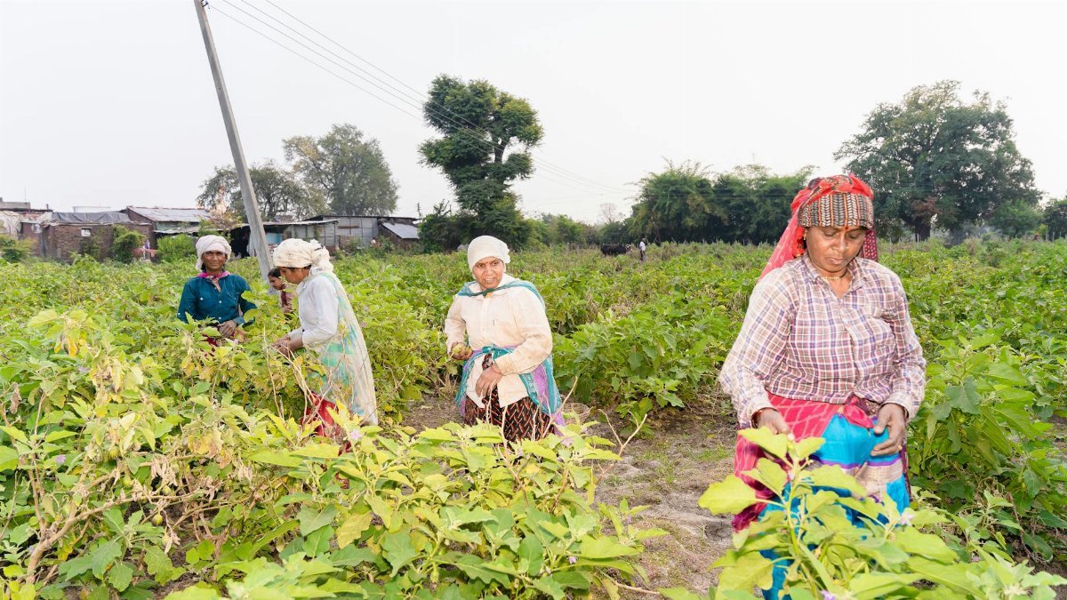 Four women farmers harvesting crops in a rural Indian setting, showcasing sustainable agriculture.