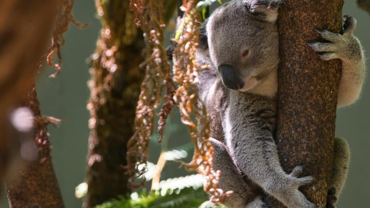 A peaceful koala clings to a tree amid lush ferns in Sydney, Australia.